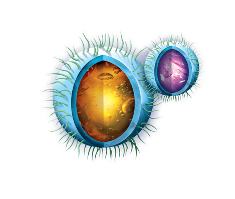 Macintosh HD:Users:stevebroadbent:Documents:1 - Ensystex:Products:Attrathor:Marketing:graphics-2:caps.png